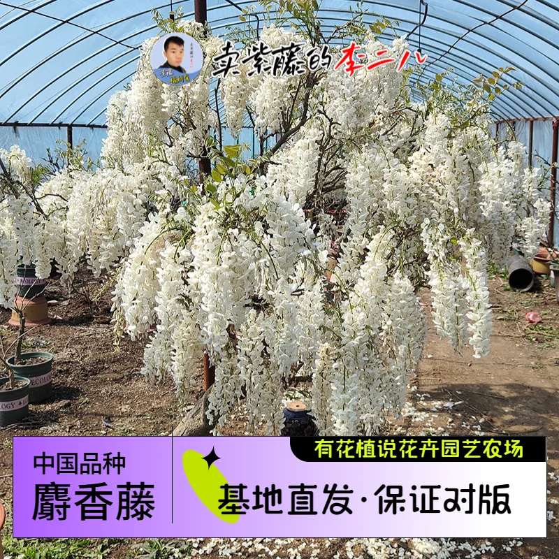 紫藤种植交流论坛 - 贰捌植场|绿植花卉园艺爱好者圈子