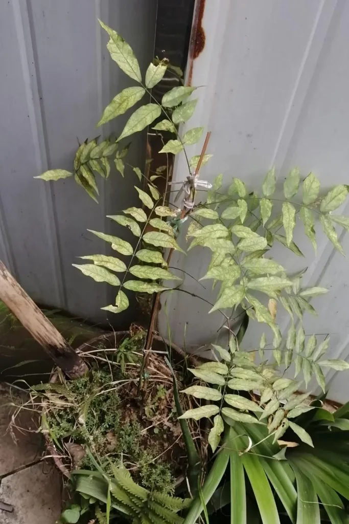 麻烦帮我看看这是什么情况？-贰捌植场