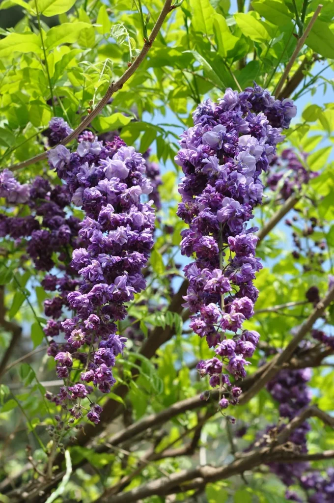 这个品种的紫藤是重瓣花的，是什么品种？-贰捌植场