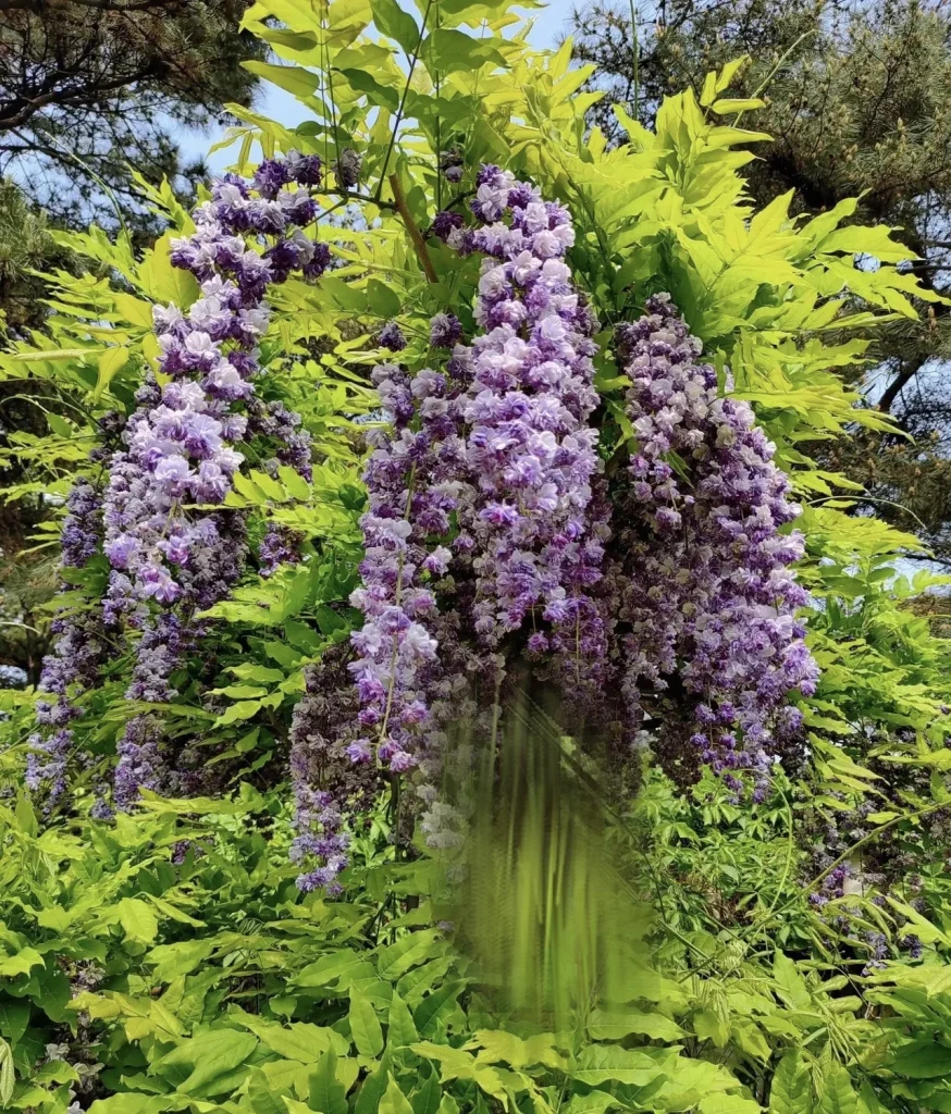 这个品种的紫藤是重瓣花的，是什么品种？-贰捌植场