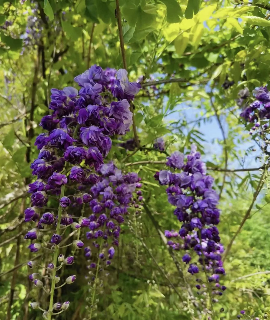 这个品种的紫藤是重瓣花的，是什么品种？-贰捌植场