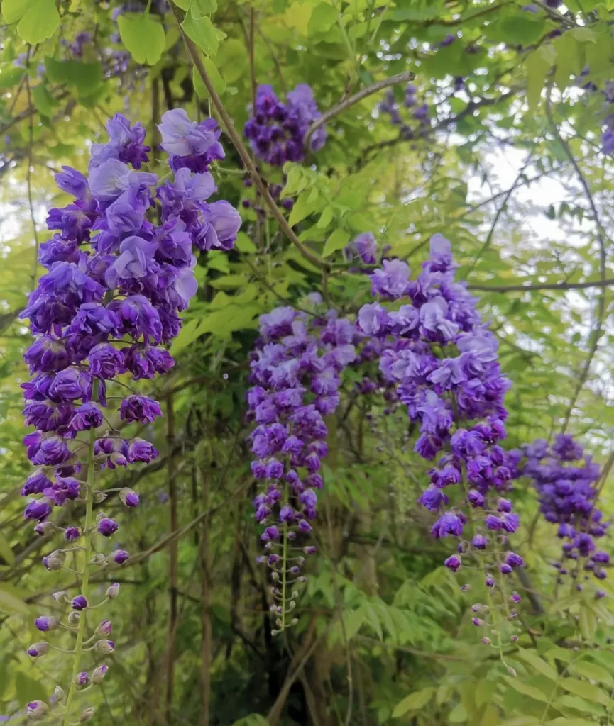 这个品种的紫藤是重瓣花的，是什么品种？-贰捌植场