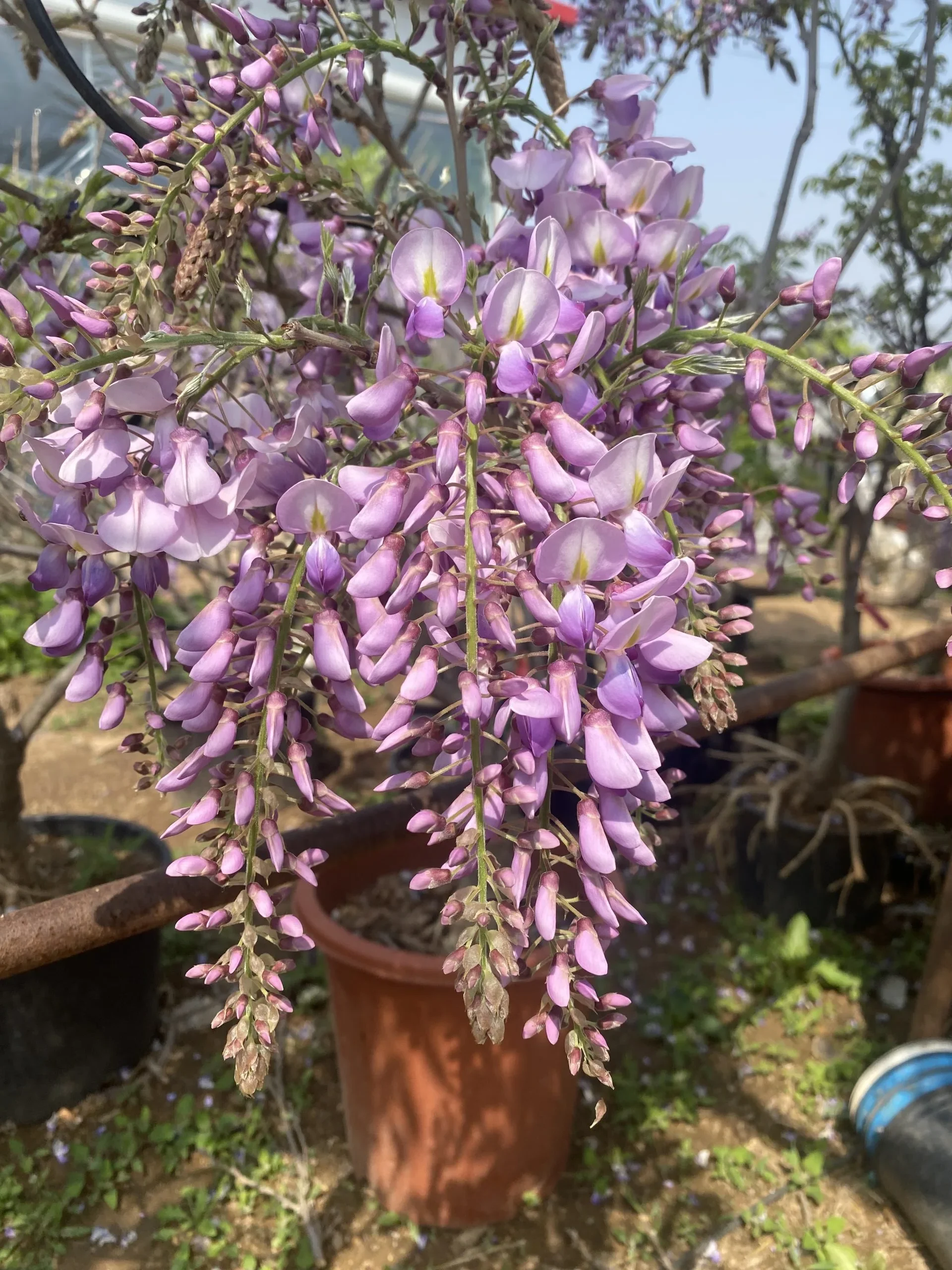 贰捌植场