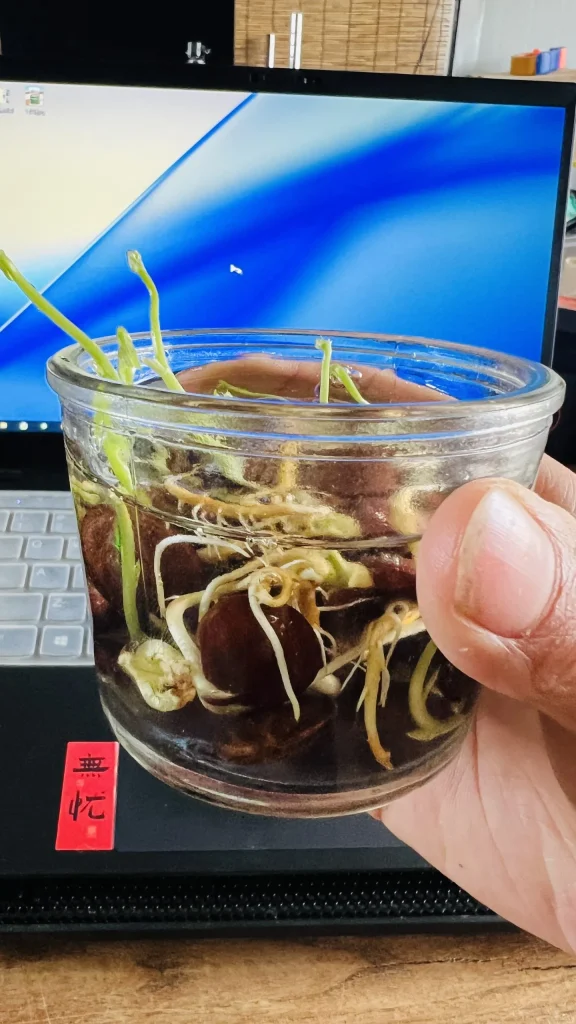 一共23粒种子，发芽22棵，回报完毕！-贰捌植场