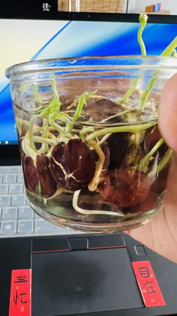 一共23粒种子，发芽22棵，回报完毕！-贰捌植场