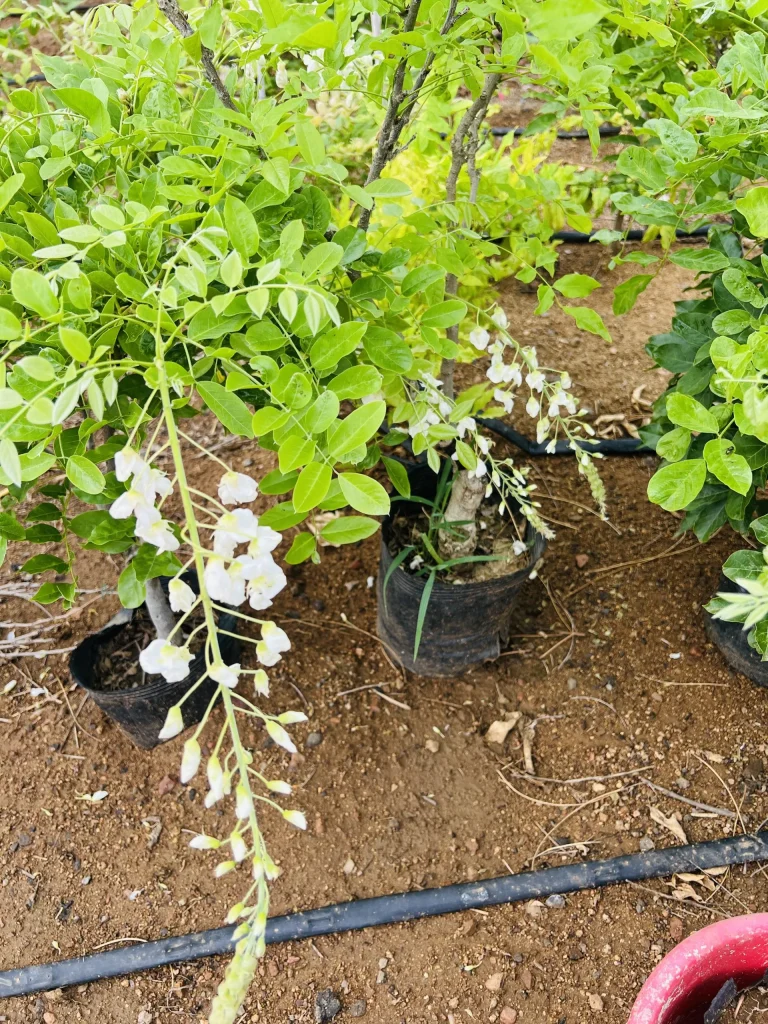 6月18日拍的白色紫藤玉玲珑又再次开花了-贰捌植场
