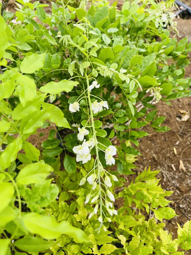 6月18日拍的白色紫藤玉玲珑又再次开花了-贰捌植场