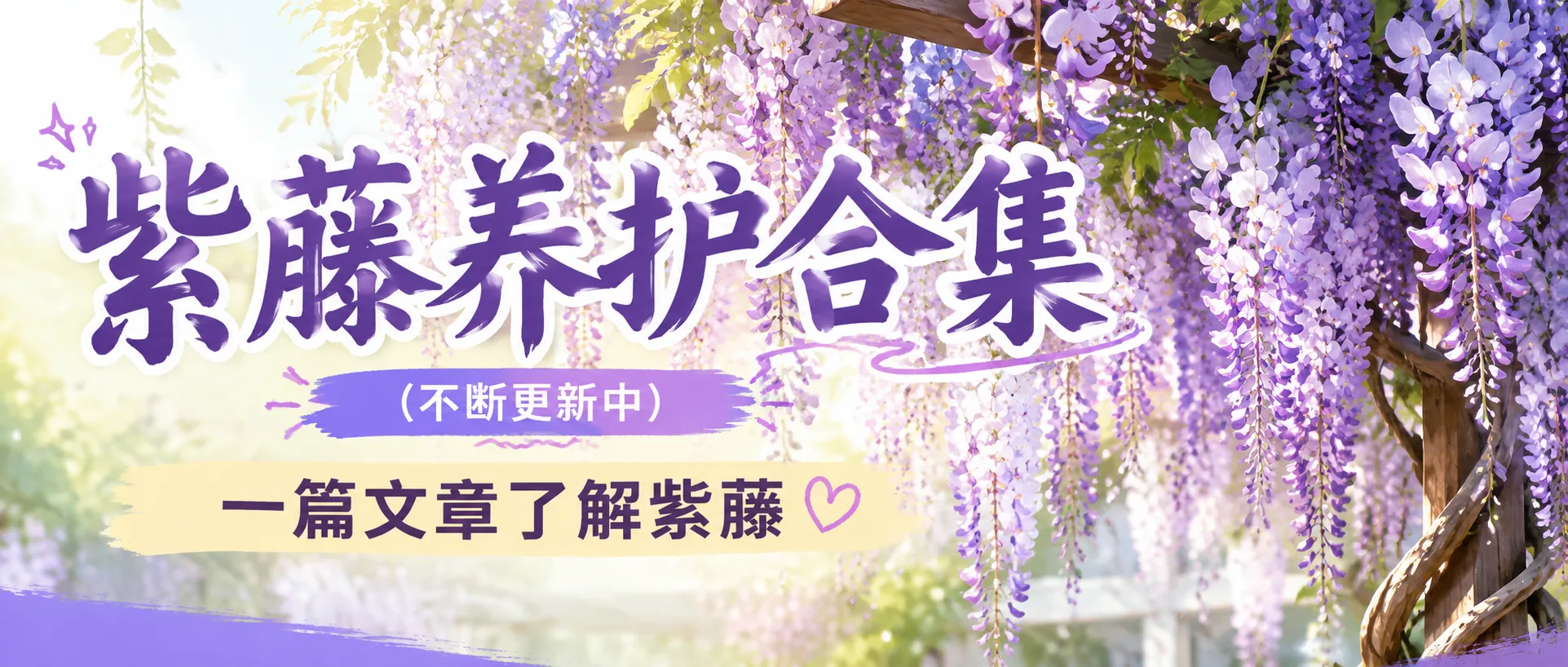 紫藤养护合集(不断更新中)-贰捌植场