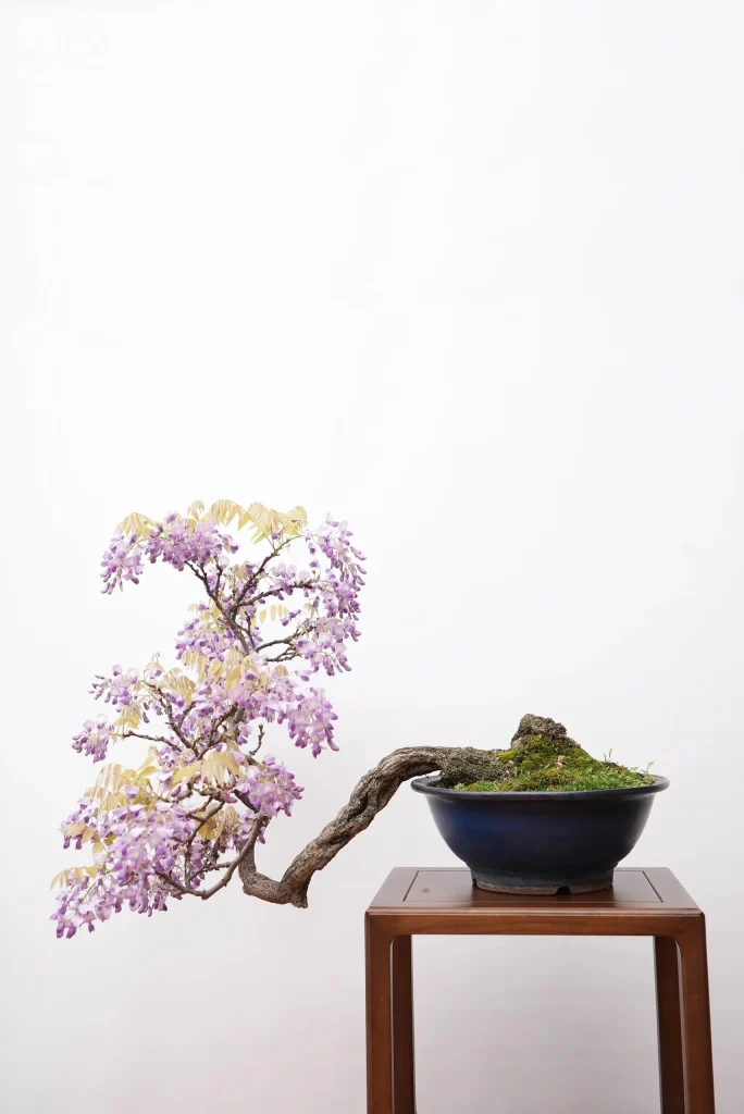 网上看到的一棵紫藤盆景，发出来供学习参考-贰捌植场