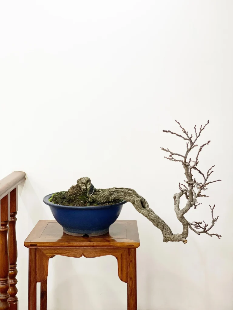 网上看到的一棵紫藤盆景，发出来供学习参考-贰捌植场