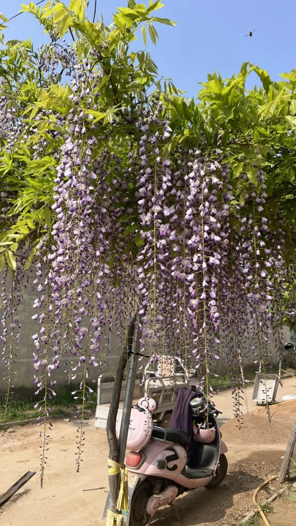 日本熊野藤｜超长蓝紫主景款-贰捌植场
