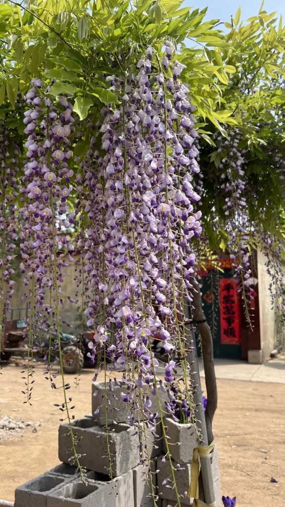 日本熊野藤｜超长蓝紫主景款-贰捌植场
