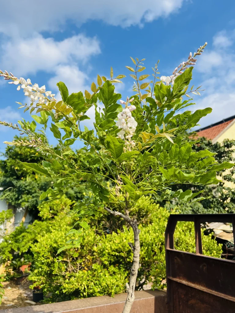6 月 16 日白色麝香藤又开花了-贰捌植场