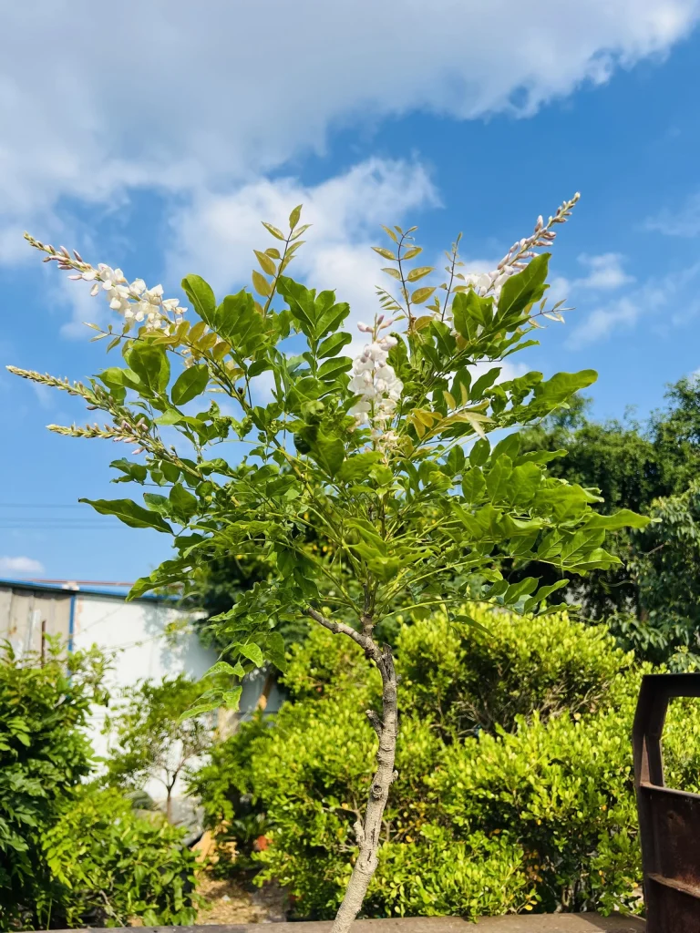 6 月 16 日白色麝香藤又开花了-贰捌植场