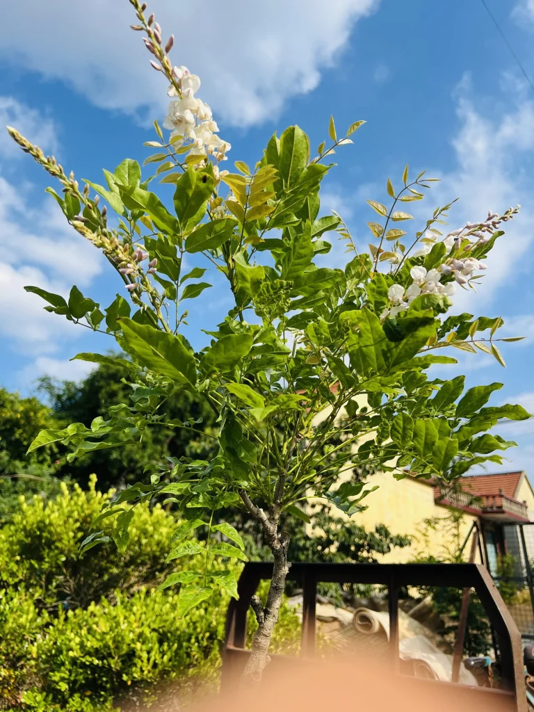 6 月 16 日白色麝香藤又开花了-贰捌植场