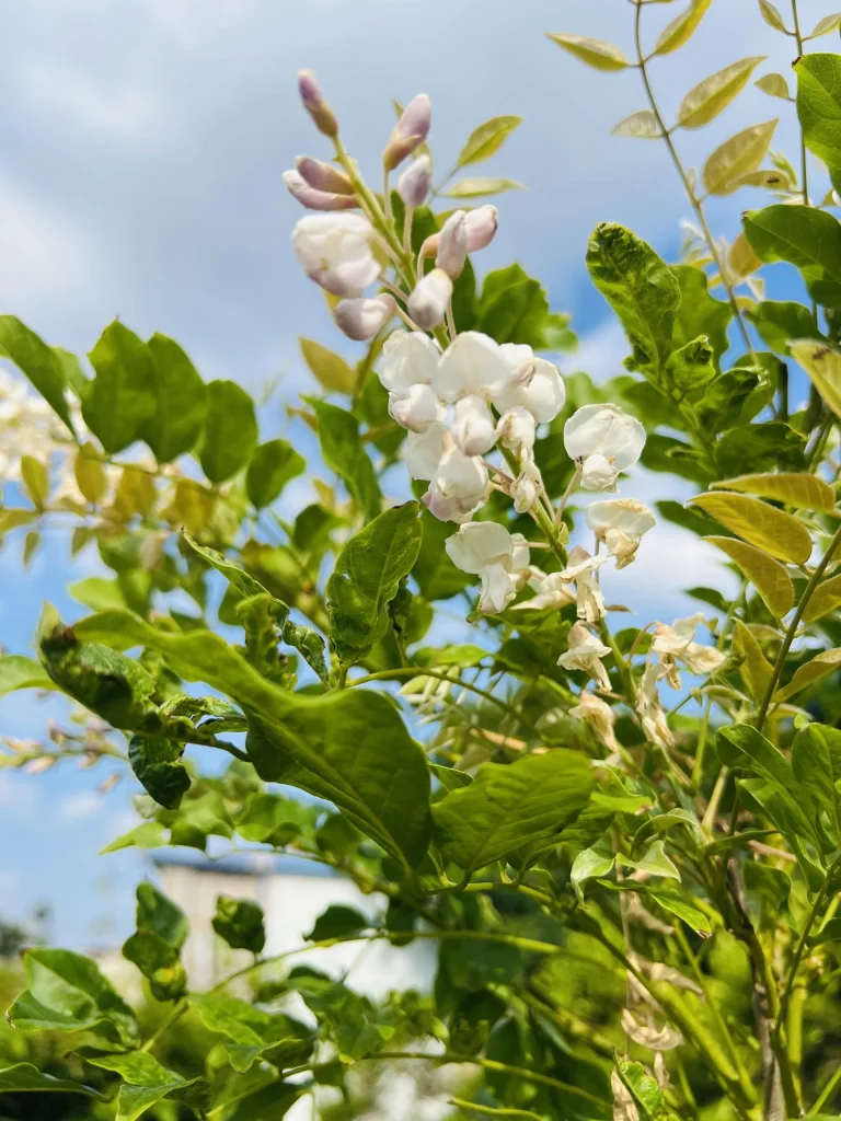 6 月 16 日白色麝香藤又开花了-贰捌植场