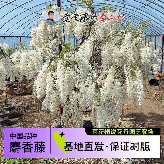 中国白色丰花紫藤“麝香藤”-贰捌植场
