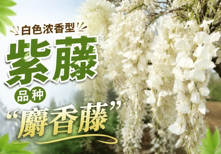 [品种]白色浓香紫藤“麝香”-贰捌植场