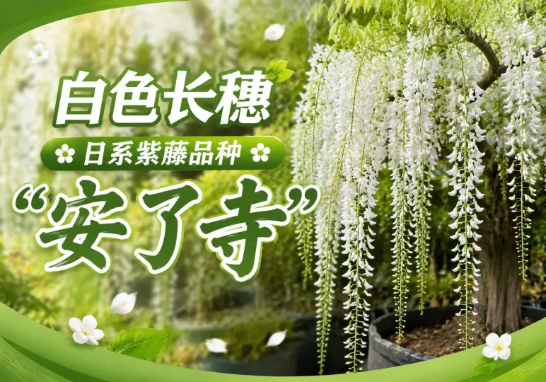 [品种]日本白色长穗紫藤“安了寺”-贰捌植场