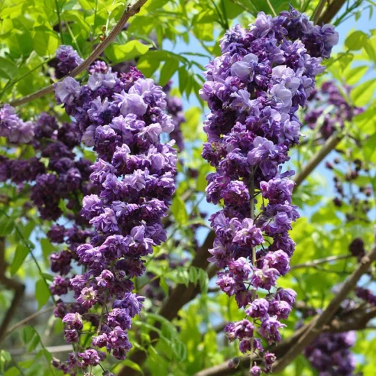 重瓣紫藤花品种“八重黑龙”-贰捌植场