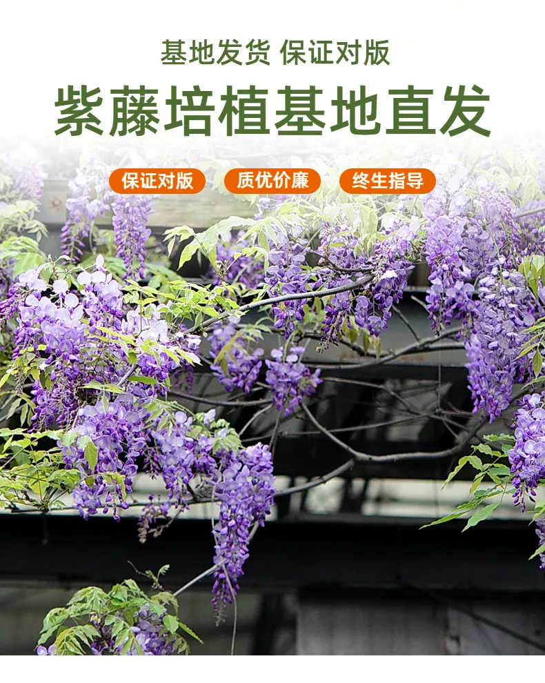 图片[1]-中国•紫色网红丰花品种 [ 普罗旺斯 ]-贰捌植场