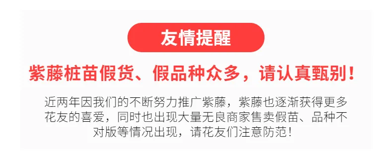 图片[2]-中国•紫色网红丰花品种 [ 普罗旺斯 ]-贰捌植场