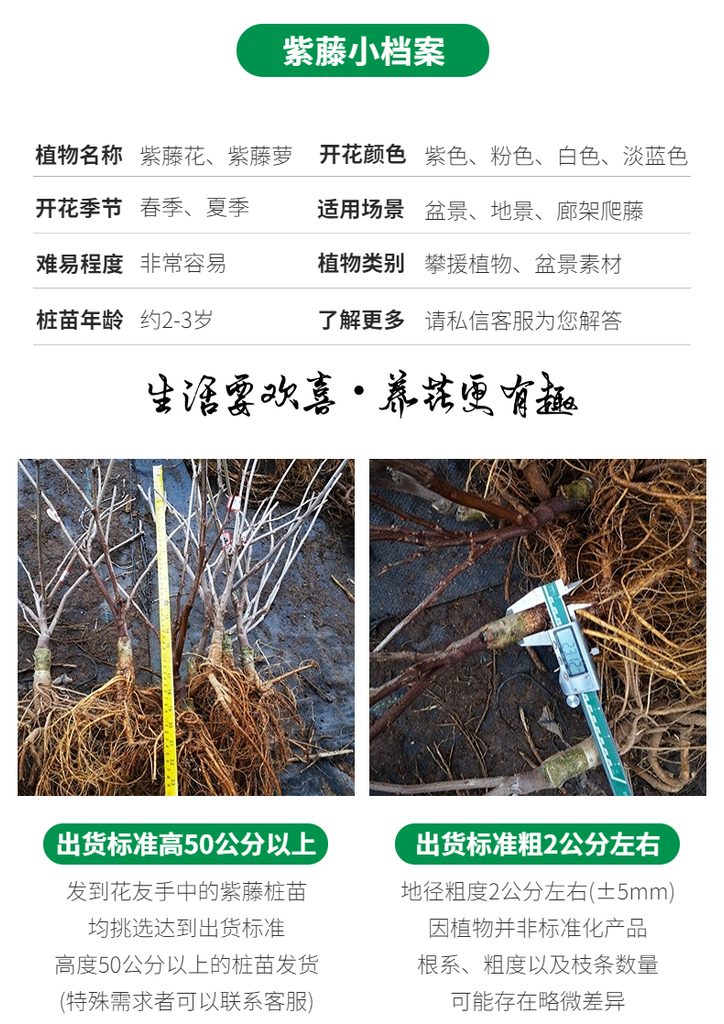 图片[3]-中国•紫色网红丰花品种 [ 普罗旺斯 ]-贰捌植场