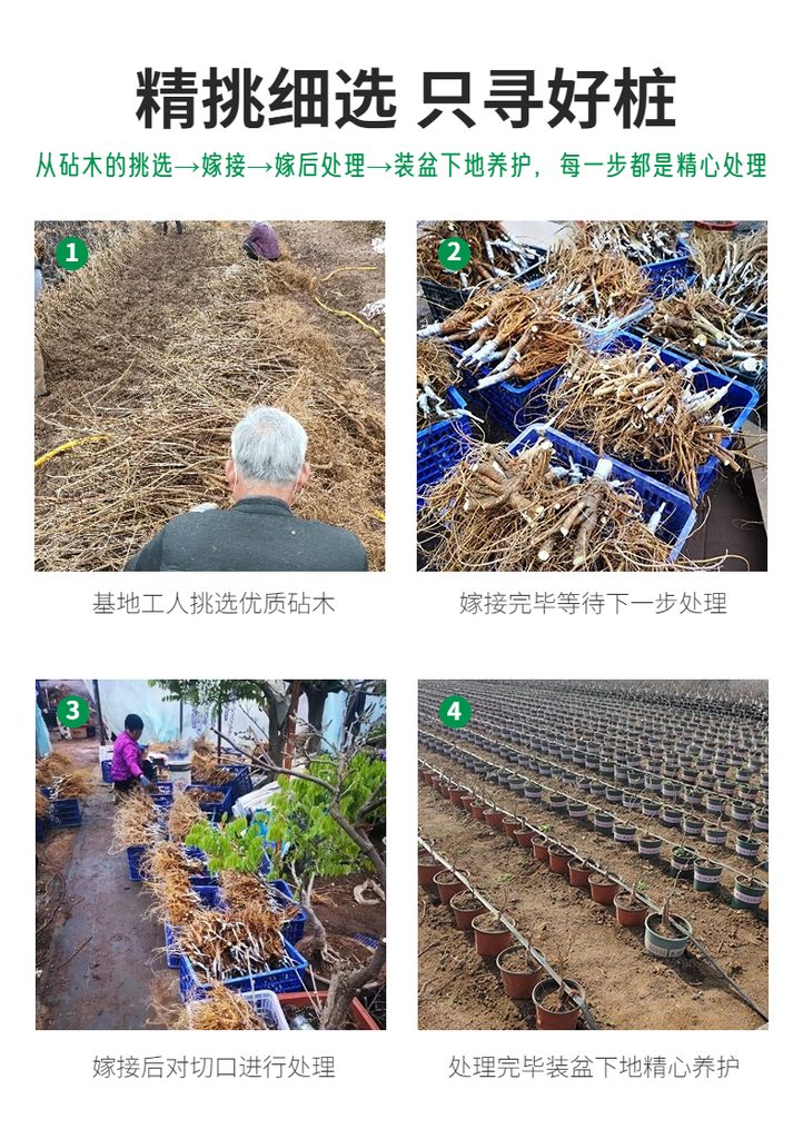 图片[4]-中国•紫色网红丰花品种 [ 普罗旺斯 ]-贰捌植场