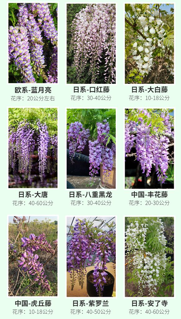 图片[7]-中国•紫色网红丰花品种 [ 普罗旺斯 ]-贰捌植场