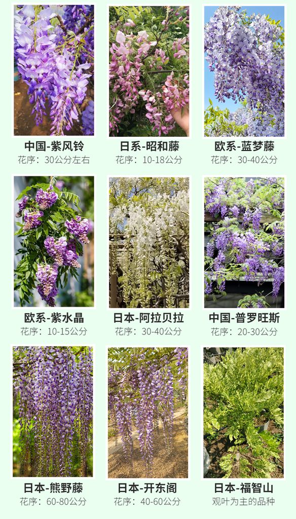 图片[8]-中国•紫色网红丰花品种 [ 普罗旺斯 ]-贰捌植场