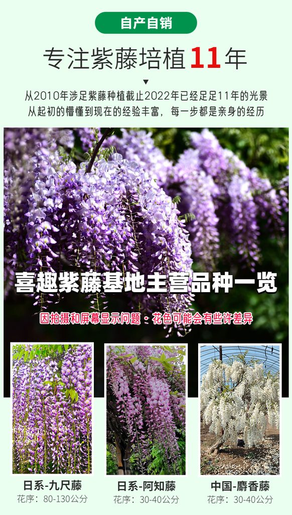 图片[6]-中国•紫色网红丰花品种 [ 普罗旺斯 ]-贰捌植场